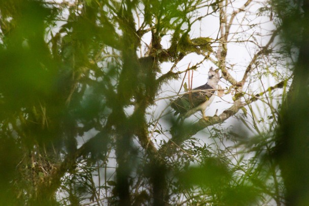 Espécie é considerada a mais rara das águias florestais da região neotropical. Foto: Dante Andres Meller