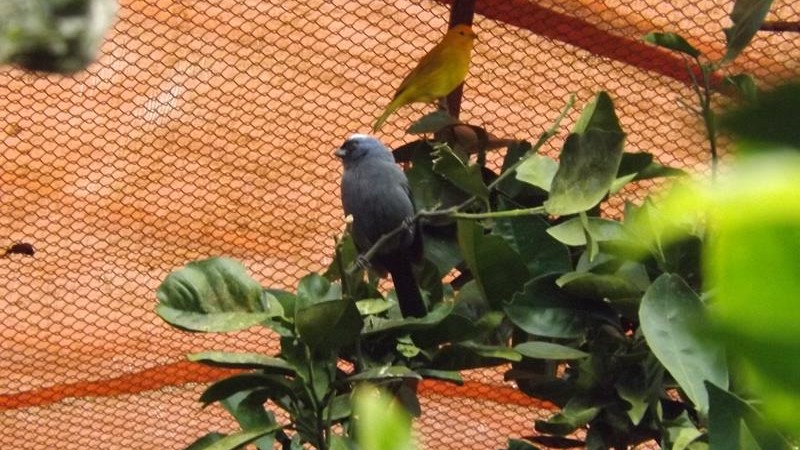 Sanhaço-frade (Stephanophorus diadematus) e canário-da-terra (Sicalis flaveola)