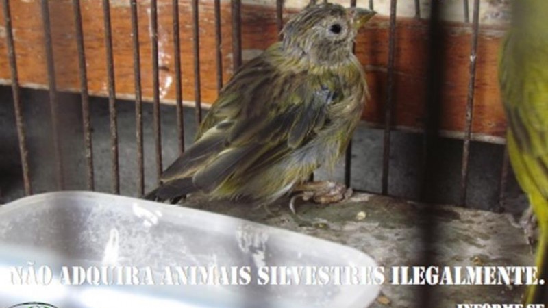 Campanha - SEFAU/SEMA/RS (Sicalis flaveola)