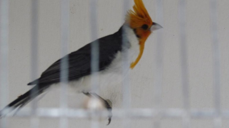 Cardeal (Paroaria coronata)