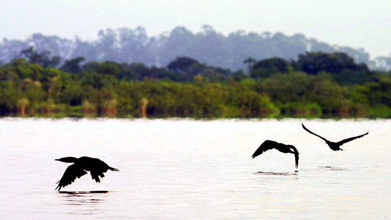 Bando de biguás sobre o Rio Jacuí