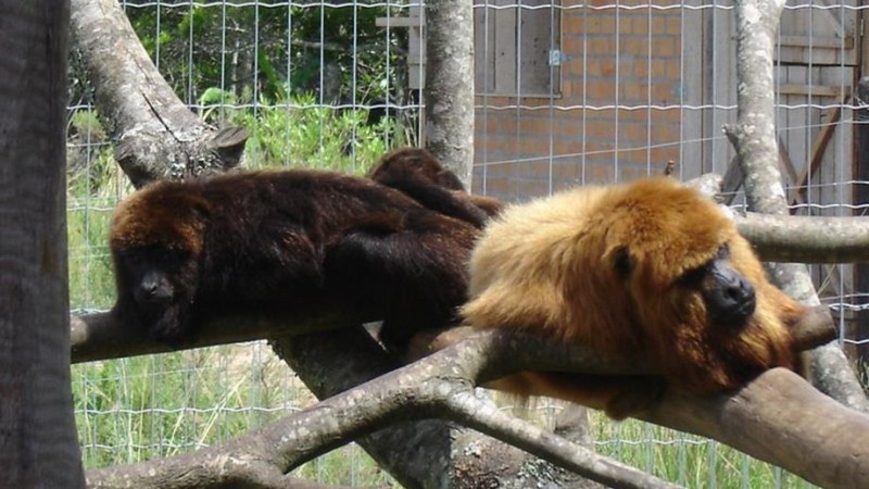 Casal de bugio-ruivo (Alouatta guariba clamitans) em cativeiro permanente no Mantenedouro de Fauna Silvestre Rincão do Araticum