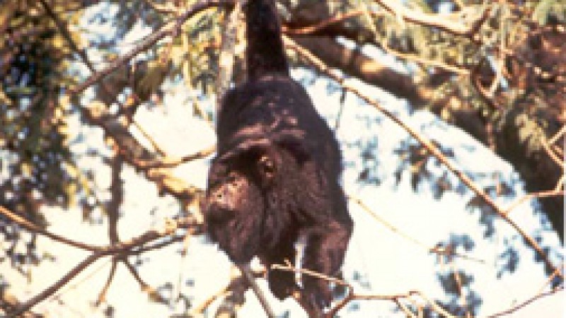 <B> Fêmea do bugio-preto tem o pelo bem claro, aproximando-se do branco. </B> Foto: Zé Paiva/Vista Imagens