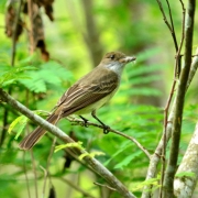 Irré ( Myiarchus swainsoni )