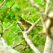 tico tico ( Zonotrichia capensis )