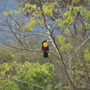 tucano de bico verde 