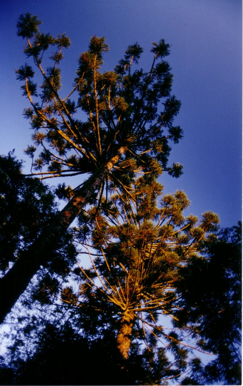 Parque Estadual do Espigão Alto (RS), Brasil. À direita, área em