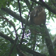 Coati