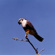 Ibirapuitã aves 