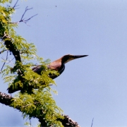 Ibirapuitã aves 