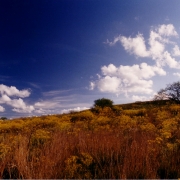 Ibirapuitã vegetação 