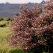 Ibirapuitã vegetação 