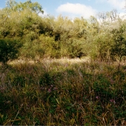 Ibirapuitã vegetação 