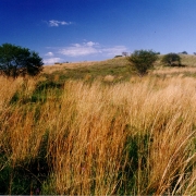 Ibirapuitã vegetação 