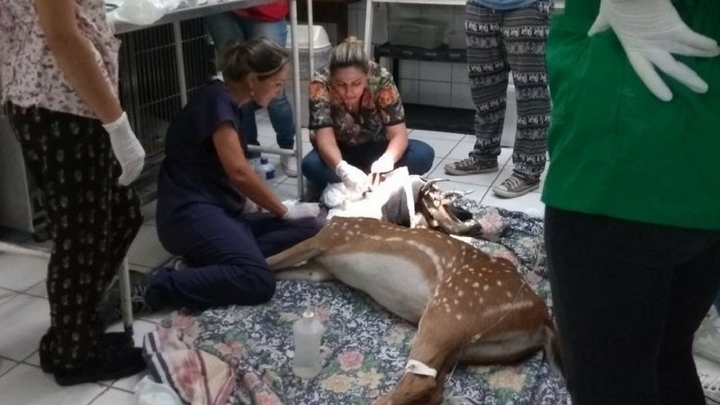 Cervo encontrado em Porto Alegre recebe atendimento de médicos-veterinários