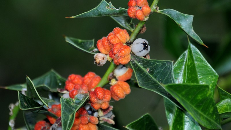GEF Pr&oacute; esp&eacute;cies  