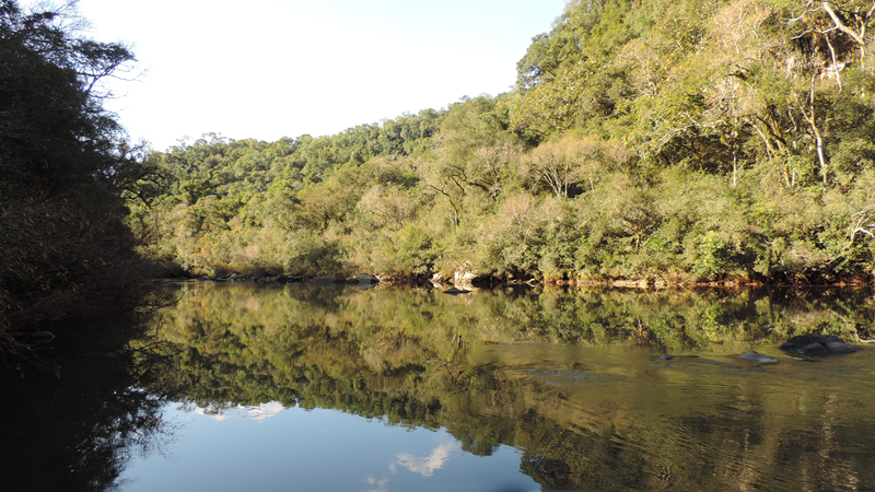 Cobertura da área de floresta no Rio Grande do Sul é de aproximadamente 4,4 milhões hectares