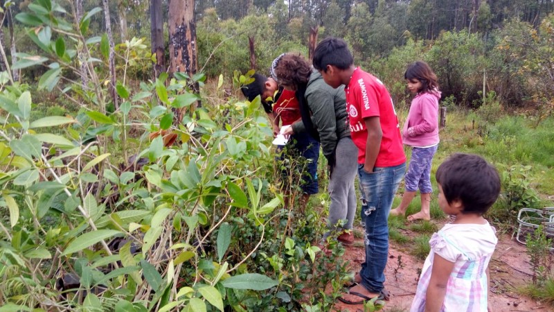 Entrega de mudas na Aldeia Piquiri