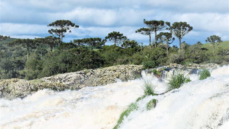 araucarias Sergio Bavaresco