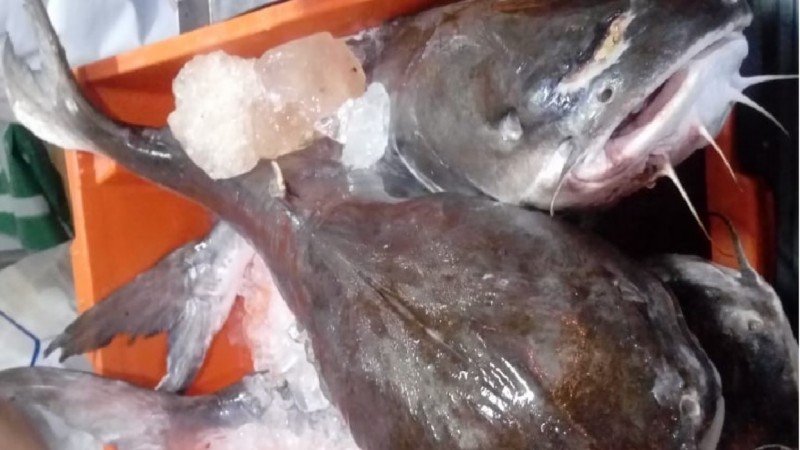 O bagre é um exemplo de peixe ameaçado de extinção