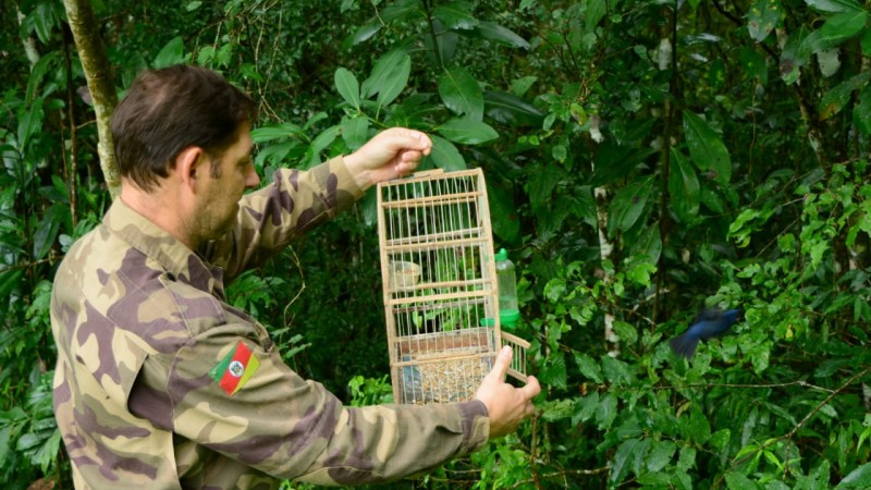 Um exemplar de azulão foi devolvido à natureza