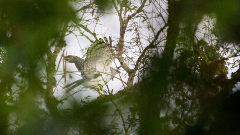 Havia cem anos que o uiraçu não era visto no Estado. Foto: Dante Andres Meller