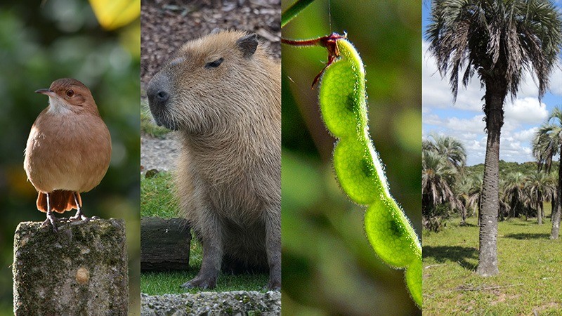 A biodiversidade ou diversidade biológica são as várias formas de vida que existem no planeta.