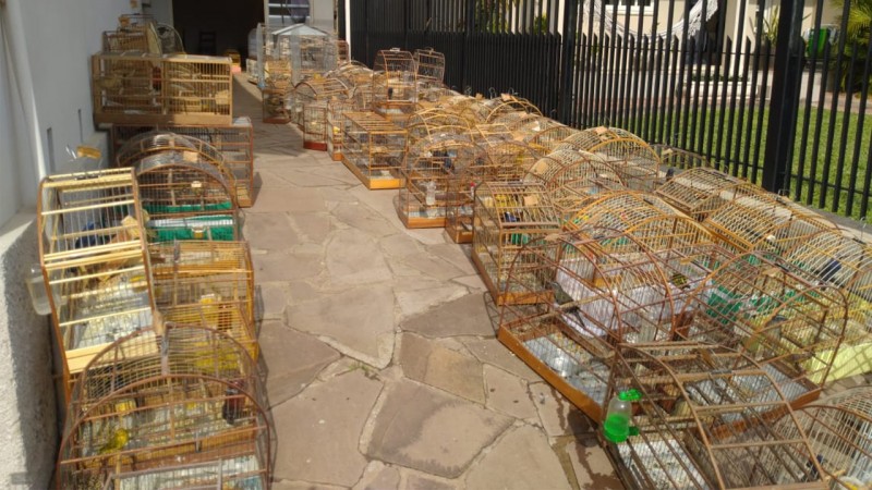 Cerca de 200 espécies de pássaros silvestres e domésticos viviam em cativeiro
