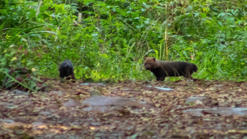 Pela primeira vez na história, espécie Cachorro-vinagre é vista no Estado.