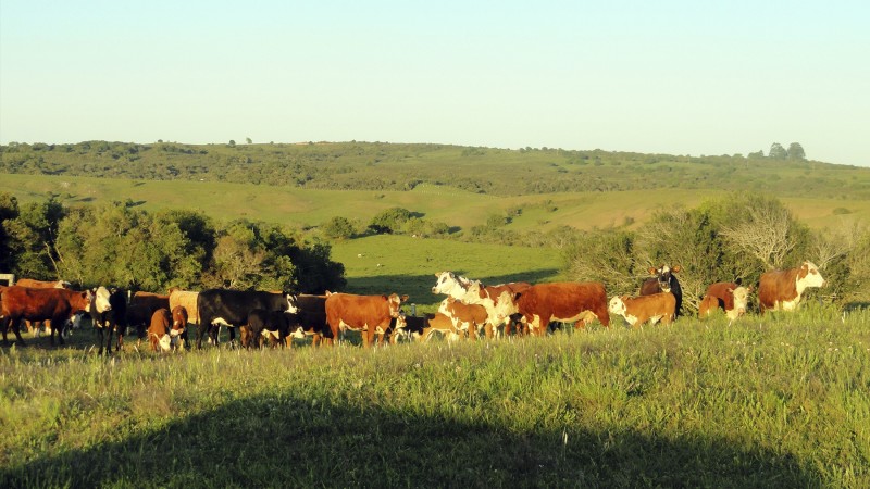 Por meio do incentivo ao proprietário, boas práticas ambientais passarão a ser adotadas, conservando a biodiversidade dos campos nativos