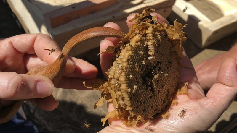 Manejo de abelhas com ferrão é o novo curso do Senar, Embrapa e ABELHA