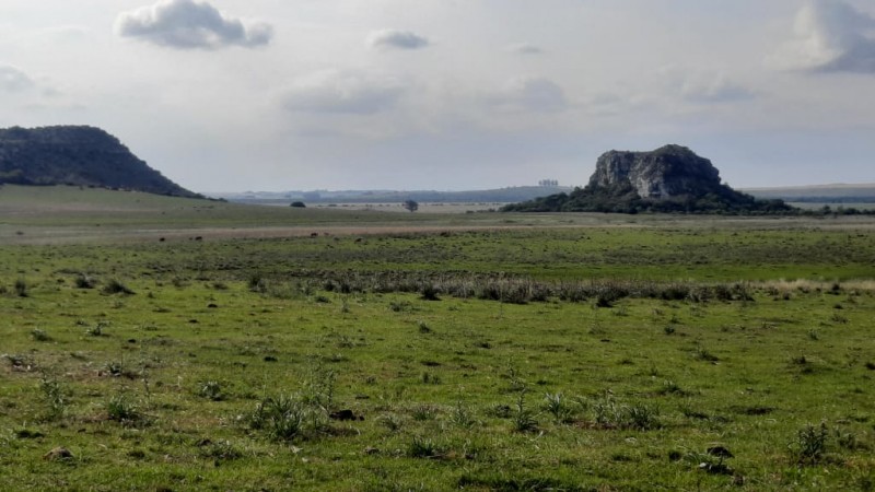 Bioma Pampa tem como principal característica as extensas áreas de campos naturais.