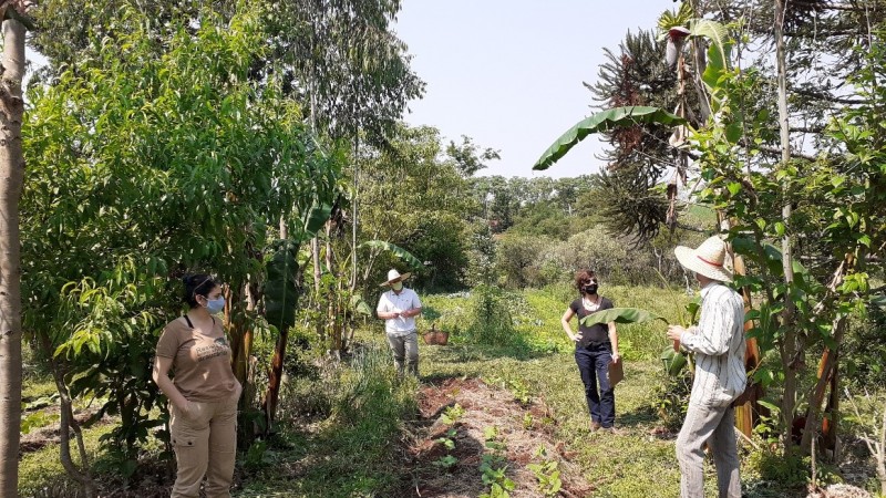Sistema Agroflorestal na propriedade de Josué Grégio, município de Sananduva