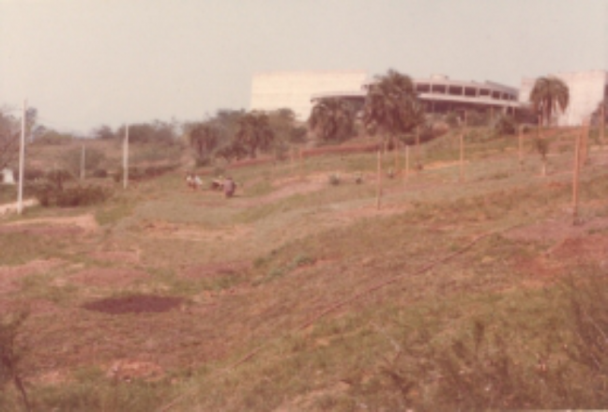 Imagem da área do Jardim Botânico com as ávores ainda pequenas.