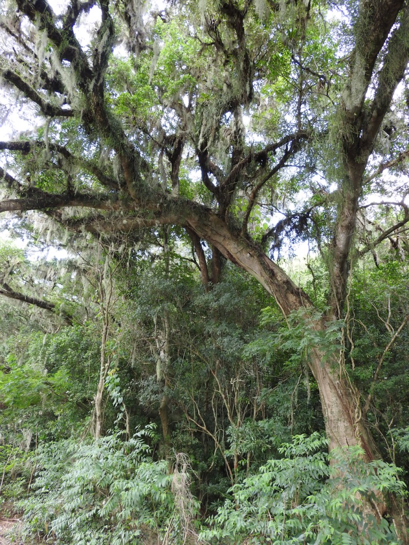 Parque Manoel de Barros pereira