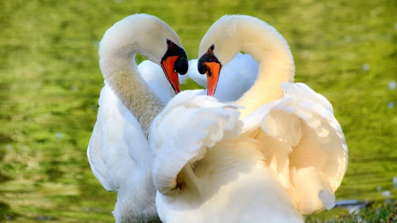 Casal de cisne-real no Parque Zoológico. Imagem de um casal de cisnes brancos, com fundo verde.