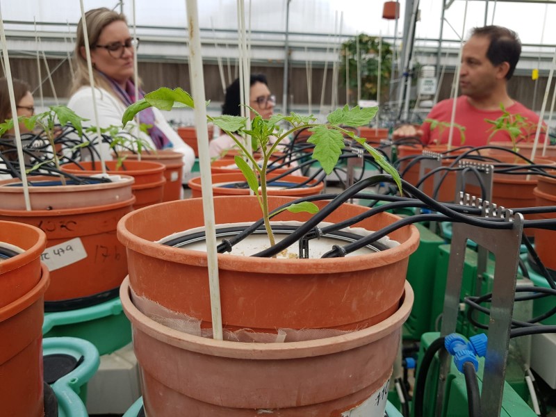 Um dos estudos desenvolvidos é um sistema que analisa a resposta fisiológica das plantas em diferentes situações de estresse.