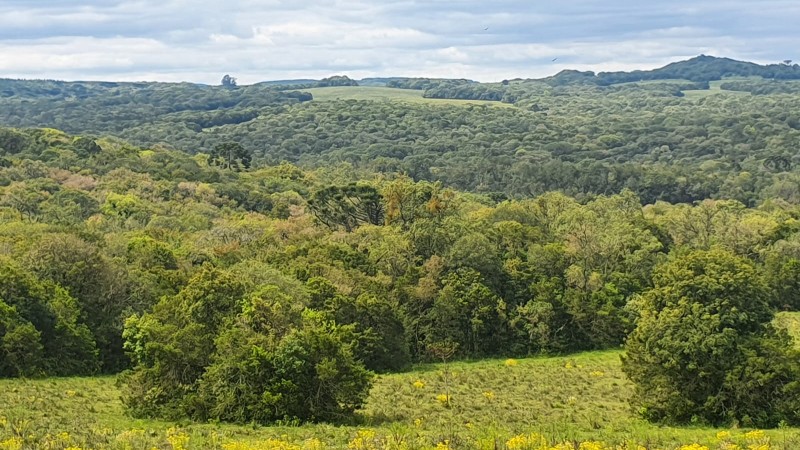 Foto do Parque Podocarpus 2022