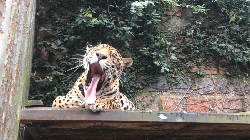 Zoo comemora seu aniversário de 61 anos abrindo nesta segunda