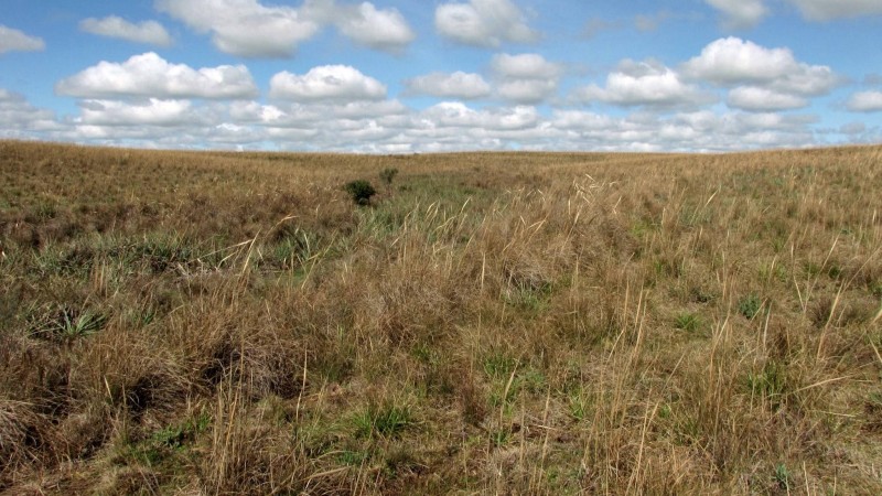 em primeiro plano, campo nativo