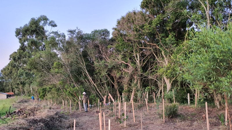 Projeto de restauração Aldeia Anhetengua-POA