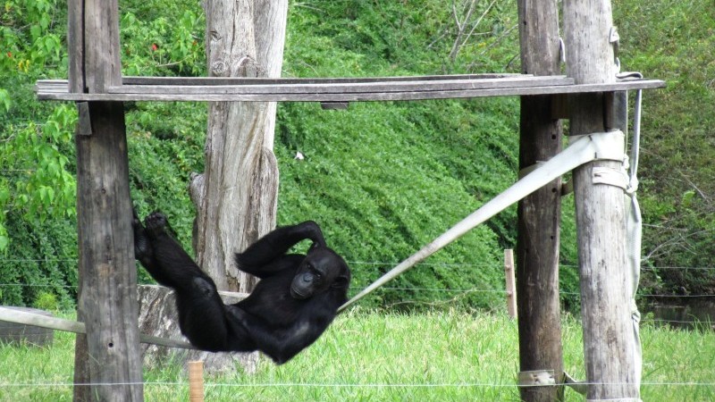 cenário do zoo com árvores ao fundo e ao centro um macaco (gorila) deitado em suporte de madeira