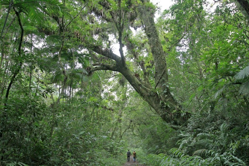 Região em que foi feita a soltura da ave, no Litoral Norte