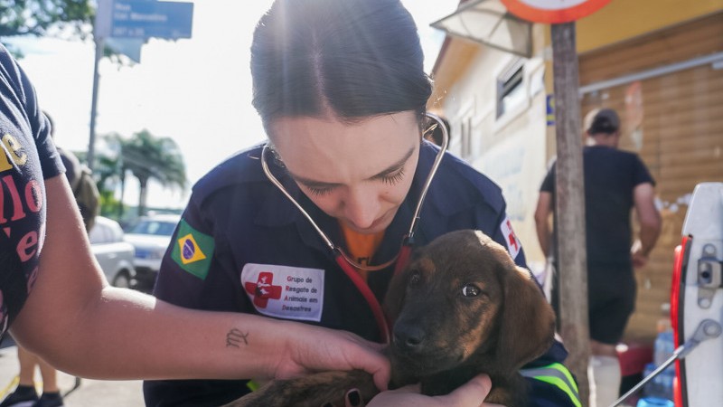 Ação foi realizada pela Secretaria do Meio Ambiente e Infraestrutura (Sema) e Grupo de Resgate de Animais em Desastres (Grad)
