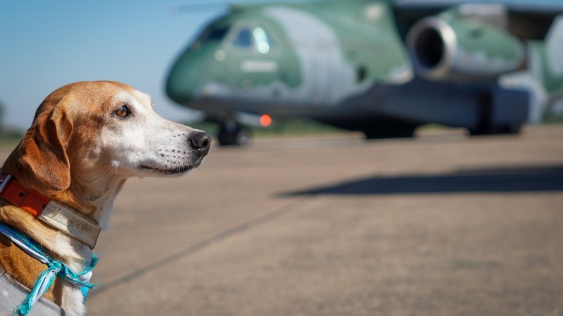 Cão em primeiro plano olhando para o horizonte. Ao fundo, um avisão da FORÇA AÉREA BRASILEIRA.