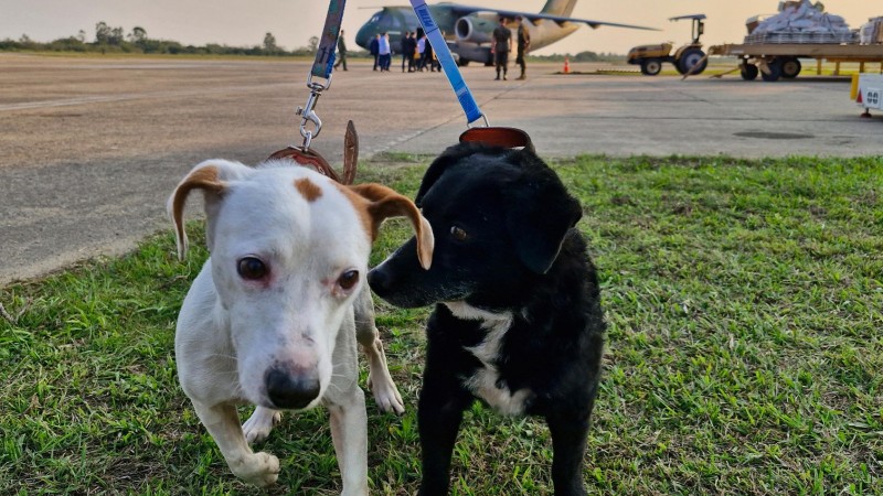 Embarque de Mais 35 Cães