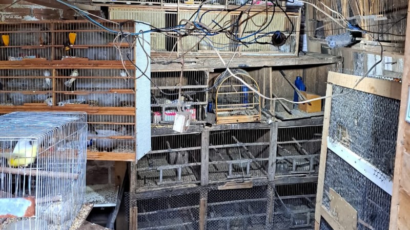 A imagem mostra um ambiente improvisado e bastante precário, cheio de gaiolas com diversas aves no interior. As estruturas são feitas de madeira e arame, muitas delas velhas, desgastadas e sujas. As gaiolas estão empilhadas e ocupam praticamente todas as paredes do espaço. Há fios elétricos soltos e emaranhados pendurados no teto, criando um aspecto desorganizado e inseguro. No chão e nas superfícies vê-se acúmulo de sujeira, restos de ração e fezes. Algumas aves aparecem visivelmente dentro das gaiolas — pequenas, de cores variadas, como amarelo e verde. Todo o ambiente transmite sensação de improviso, superlotação e condições inadequadas para manter animais.
