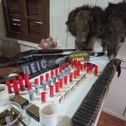 Mesa branca exibe materiais apreendidos em opera&ccedil;&atilde;o de fiscaliza&ccedil;&atilde;o ambiental. Sobre a mesa, h&aacute; duas armas longas (espingardas), diversas muni&ccedil;&otilde;es organizadas em fileiras &mdash; incluindo cartuchos vermelhos e cinzas e balas de diferentes calibres &mdash; al&eacute;m de caixas e recipientes com mais proj&eacute;teis. Ao fundo, duas cabe&ccedil;as de javali taxidermizadas est&atilde;o apoiadas na parede, e um prato com carne crua aparece ao lado. Placas com as inscri&ccedil;&otilde;es &ldquo;DEIC Pol&iacute;cia Civil&rdquo; e &ldquo;Fiscaliza&ccedil;&atilde;o SEMA&rdquo; identificam a a&ccedil;&atilde;o conjunta. O ambiente &eacute; interno, com parede branca e janela de madeira ao fundo.