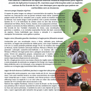 Sagui