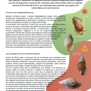Caracol